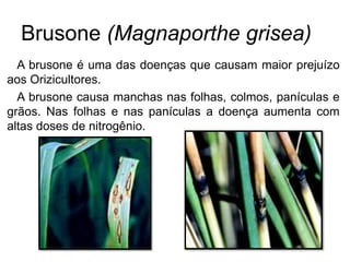 Brusone (Magnaporthe grisea)
A brusone é uma das doenças que causam maior prejuízo
aos Orizicultores.
A brusone causa manchas nas folhas, colmos, panículas e
grãos. Nas folhas e nas panículas a doença aumenta com
altas doses de nitrogênio.
 