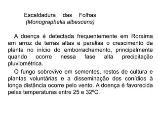 Escaldadura das Folhas
(Monographella albescens)
A doença é detectada frequentemente em Roraima
em arroz de terras altas e paralisa o crescimento da
planta no início do emborrachamento, principalmente
quando ocorre nessa fase alta precipitação
pluviométrica.
O fungo sobrevive em sementes, restos de cultura e
plantas voluntárias e a disseminação dos conídios à
longa distância ocorre pelo vento. A doença é favorecida
pelas temperaturas entre 25 e 32ºC.
 