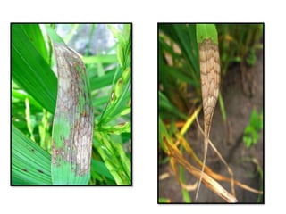 Apresentao culturas anuais caxias ma-140721084220-phpapp01