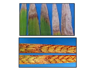 Apresentao culturas anuais caxias ma-140721084220-phpapp01