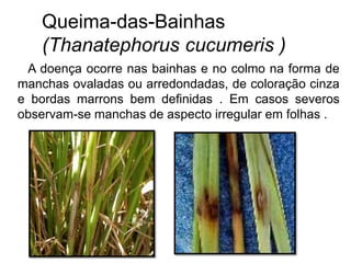 Queima-das-Bainhas
(Thanatephorus cucumeris )
A doença ocorre nas bainhas e no colmo na forma de
manchas ovaladas ou arredondadas, de coloração cinza
e bordas marrons bem definidas . Em casos severos
observam-se manchas de aspecto irregular em folhas .
 