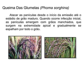 Queima Das Glumelas (Phoma sorghina)
Atacar as panículas desde o início da emissão até o
estádio de grão maduro. Quando ocorre infecção inicial,
as panículas emergem com grãos manchados, que
surgem na extremidade apical e gradualmente se
espalham por todo o grão.
71
 
