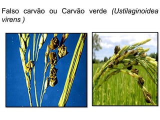 Falso carvão ou Carvão verde (Ustilaginoidea
virens )
 