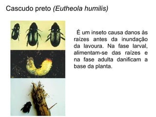 Cascudo preto (Eutheola humilis)
É um inseto causa danos às
raízes antes da inundação
da lavoura. Na fase larval,
alimentam-se das raízes e
na fase adulta danificam a
base da planta.
 