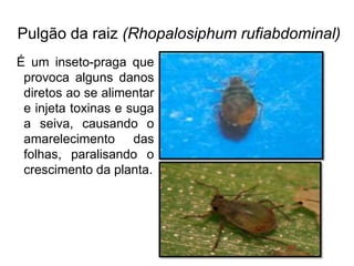 Pulgão da raiz (Rhopalosiphum rufiabdominal)
É um inseto-praga que
provoca alguns danos
diretos ao se alimentar
e injeta toxinas e suga
a seiva, causando o
amarelecimento das
folhas, paralisando o
crescimento da planta.
 