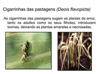 Cigarrinhas das pastagens (Deois flavopicta)
As cigarrinhas das pastagens sugam as plantas de arroz,
tanto os adultos como os seus filhotes, introduzem
toxinas, deixando as plantas amarelas e necrosadas.
 