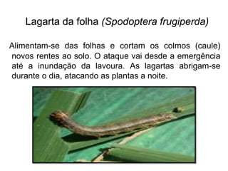 Lagarta da folha (Spodoptera frugiperda)
Alimentam-se das folhas e cortam os colmos (caule)
novos rentes ao solo. O ataque vai desde a emergência
até a inundação da lavoura. As lagartas abrigam-se
durante o dia, atacando as plantas a noite.
 