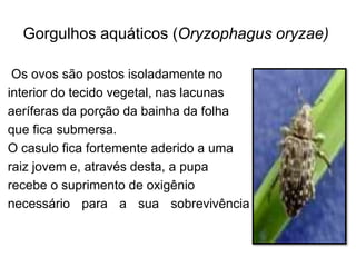 Gorgulhos aquáticos (Oryzophagus oryzae)
Os ovos são postos isoladamente no
interior do tecido vegetal, nas lacunas
aeríferas da porção da bainha da folha
que fica submersa.
O casulo fica fortemente aderido a uma
raiz jovem e, através desta, a pupa
recebe o suprimento de oxigênio
necessário para a sua sobrevivência
 