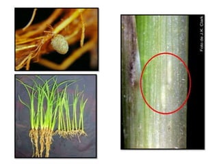 Apresentao culturas anuais caxias ma-140721084220-phpapp01