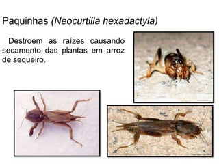 Paquinhas (Neocurtilla hexadactyla)
Destroem as raízes causando
secamento das plantas em arroz
de sequeiro.
80
 