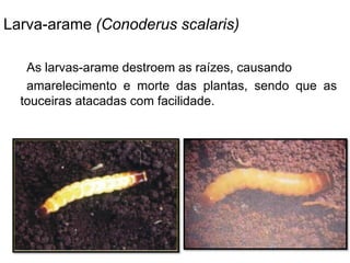 Larva-arame (Conoderus scalaris)
As larvas-arame destroem as raízes, causando
amarelecimento e morte das plantas, sendo que as
touceiras atacadas com facilidade.
 