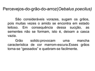 Percevejos-do-grão-do-arroz(Oebalus poecilus)
São consideráveis vorazes, sugam os grãos,
pois muitas vezes o amido se encontra em estado
leitoso. Em consequência dessa sucção, as
sementes não se formam, isto é, deixam a casca
vazia.
Grão solido:provocam uma mancha
característica de cor marrom-escura.Esses grãos
torna-se “gessados” e quebram-se facilmente.
 