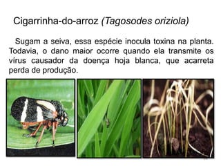 Cigarrinha-do-arroz (Tagosodes oriziola)
Sugam a seiva, essa espécie inocula toxina na planta.
Todavia, o dano maior ocorre quando ela transmite os
vírus causador da doença hoja blanca, que acarreta
perda de produção.
84
 
