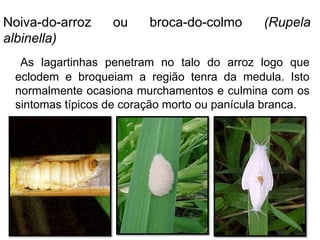 Noiva-do-arroz ou broca-do-colmo (Rupela
albinella)
As lagartinhas penetram no talo do arroz logo que
eclodem e broqueiam a região tenra da medula. Isto
normalmente ocasiona murchamentos e culmina com os
sintomas típicos de coração morto ou panícula branca.
85
 