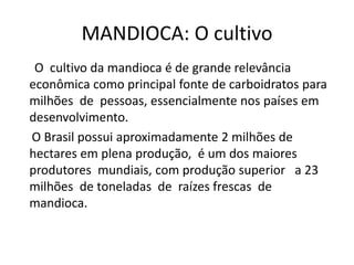 MANDIOCA: O cultivo
O cultivo da mandioca é de grande relevância
econômica como principal fonte de carboidratos para
milhões de pessoas, essencialmente nos países em
desenvolvimento.
O Brasil possui aproximadamente 2 milhões de
hectares em plena produção, é um dos maiores
produtores mundiais, com produção superior a 23
milhões de toneladas de raízes frescas de
mandioca.
 
