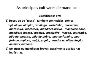 As principais cultivares de mandioca
Classificadas em:
1) Doces ou de "mesa", também conhecidas como:
aipi, aipim, aimpim, candinga, castelinha, macamba,
macaxeira, macaxera, mandioca-brava, mandioca-doce,
mandioca-mansa, maniva, maniveira, moogo, mucamba,
pão-da-américa, pão-de-pobre, pau-de-farinha, pau-
farinha, tapioca, uaipi, xagala, usadas na alimentação
animal e humana.
2) Amargas ou mandiocas bravas, geralmente usadas nas
indústrias.
 