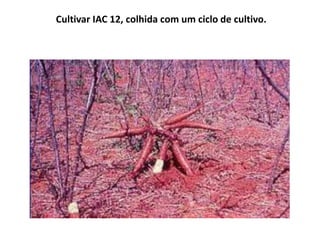 Cultivar IAC 12, colhida com um ciclo de cultivo.
 