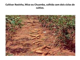 Cultivar Roxinha, Mico ou Chuamba, colhida com dois ciclos de
cultivo.
 