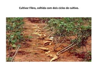 Cultivar Fibra, colhida com dois ciclos de cultivo.
 