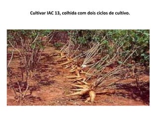 Cultivar IAC 13, colhida com dois ciclos de cultivo.
 