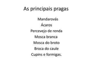 As principais pragas
Mandarovás
Ácaros
Percevejo de renda
Mosca branca
Mosca do broto
Broca do caule
Cupins e formigas.
 