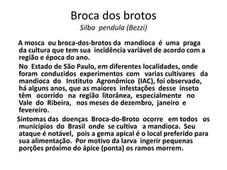 Broca dos brotos
Silba pendula (Bezzi)
A mosca ou broca-dos-brotos da mandioca é uma praga
da cultura que tem sua incidência variável de acordo com a
região e época do ano.
No Estado de São Paulo, em diferentes localidades, onde
foram conduzidos experimentos com varias cultivares da
mandioca do Instituto Agronômico (IAC), foi observado,
há alguns anos, que as maiores infestações desse inseto
têm ocorrido na região litorânea, especialmente no
Vale do Ribeira, nos meses de dezembro, janeiro e
fevereiro.
Sintomas das doenças Broca-do-Broto ocorre em todos os
municípios do Brasil onde se cultiva a mandioca. Seu
ataque é notável, pois a gema apical é o local preferido para
sua alimentação. Por motivo da larva ingerir pequenas
porções próximo do ápice (ponta) os ramos morrem.
 