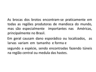 As brocas dos brotos encontram-se praticamente em
todas as regiões produtoras de mandioca do mundo,
mas são especialmente importantes nas Américas,
principalmente no Brasil.
Em geral causam dano esporádico ou localizados, as
larvas variam em tamanho e forma e
segundo a espécie, sendo encontradas fazendo túneis
na região central ou medula das hastes.
 