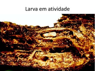 Larva em atividade
 