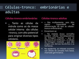 Células-tronco:
adultas

embrionárias e

Células-tronco embrionárias

Células-tronco adultas

 _ Tanto as células da



mórula como as da massa
celular interna são células
–tronco, com alto potencial
para originar diversos tipos
celulares.

= São multipotente, pois têm
menor
capacidade
de
diferenciação do que as célulastronco embrionárias .
 Encontram se:
 _ Na medula óssea vermelha
contém células hematopoiéticas
da linhagem linfoide _ que se
diferencia em linfócitos _ e células
da linhagem mieloide _ que dão
origem aos demais leucócitos e as
hemácias.
 Na epiderme, as mitoses ocorrem
nas células da camada mais basal,
chamada germinativa .

 