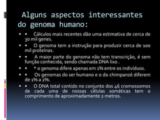 Alguns aspectos interessantes
do genoma humano:
 •







Cálculos mais recentes dão uma estimativa de cerca de
30 mil genes.
• O genoma tem a instrução para produzir cerca de 100
mil proteínas.
• A maior parte do genoma não tem transcrição, é sem
função conhecida, sendo chamada DNA lixo .
• * o genoma difere apenas em 1% entre os indivíduos.
• Os genomas do ser humano e o do chimpanzé diferem
de 1% a 2%.
• O DNA total contido no conjunto dos 46 cromossomos
de cada uma de nossas células somáticas tem o
comprimento de aproximadamente 2 metros.

 