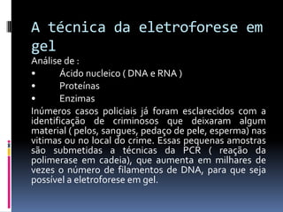 A técnica da eletroforese em
gel
Análise de :
•
Ácido nucleico ( DNA e RNA )
•
Proteínas
•
Enzimas
Inúmeros casos policiais já foram esclarecidos com a
identificação de criminosos que deixaram algum
material ( pelos, sangues, pedaço de pele, esperma) nas
vitimas ou no local do crime. Essas pequenas amostras
são submetidas a técnicas da PCR ( reação da
polimerase em cadeia), que aumenta em milhares de
vezes o número de filamentos de DNA, para que seja
possível a eletroforese em gel.

 