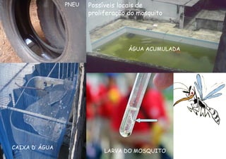 Possíveis locais de proliferação do mosquito PNEU CAIXA D’ ÁGUA ÁGUA ACUMULADA LARVA DO MOSQUITO 