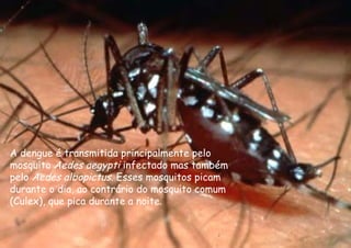 A dengue é transmitida principalmente pelo mosquito  Aedes aegypti  infectado mas também pelo  Aedes albopictus . Esses mosquitos picam durante o dia, ao contrário do mosquito comum (Culex), que pica durante a noite. 