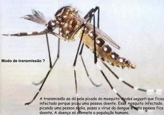 A transmissão se dá pela picada do mosquito  Aedes aegypti  que ficou infectado porque picou uma pessoa doente. Esse mosquito infectado, picando uma pessoa sadia, passa o vírus da dengue e esta pessoa fica doente. A doença só acomete a população humana. Modo de transmissão ? 