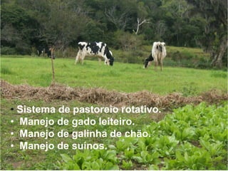 • Sistema de pastoreio rotativo.
• Manejo de gado leiteiro.
• Manejo de galinha de chão.
• Manejo de suínos.
 