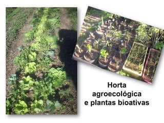 Horta
  agroecológica
e plantas bioativas
 