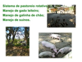 •   Sistema de pastoreio rotativo;
•   Manejo de gado leiteiro;
•   Manejo de galinha de chão;
•   Manejo de suínos.
 