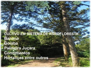 CULTIVO EM SISTEMA DE AGROFLORESTA:
Banana
Goiaba
Palmeira Juçara
Condimentos
Hortaliças entre outros
 