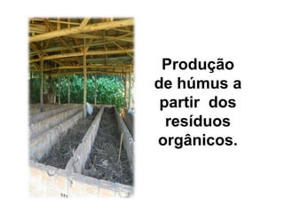 Produção
de húmus a
 partir dos
  resíduos
orgânicos.
 