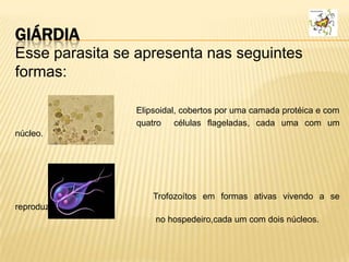 GIÁRDIA
Esse parasita se apresenta nas seguintes
formas:
Elipsoidal, cobertos por uma camada protéica e com
quatro células flageladas, cada uma com um
núcleo.
Trofozoítos em formas ativas vivendo a se
reproduzido
no hospedeiro,cada um com dois núcleos.
 