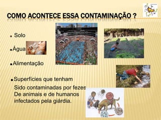 COMO ACONTECE ESSA CONTAMINAÇÃO ?
.Solo
.Água
.Alimentação
.Superfícies que tenham
Sido contaminadas por fezes
De animais e de humanos
infectados pela giárdia.
 