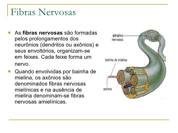 Filogenese do Sistema Nervoso