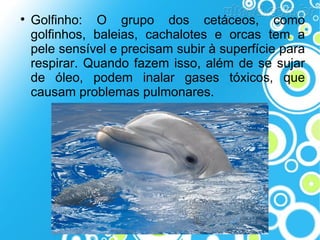 

Golfinho: O grupo dos cetáceos, como
golfinhos, baleias, cachalotes e orcas tem a
pele sensível e precisam subir à superfície para
respirar. Quando fazem isso, além de se sujar
de óleo, podem inalar gases tóxicos, que
causam problemas pulmonares.

 