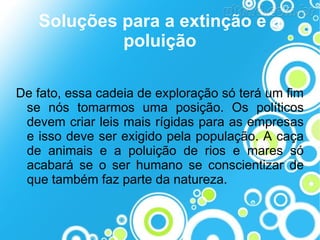 Soluções para a extinção e a
poluição
De fato, essa cadeia de exploração só terá um fim
se nós tomarmos uma posição. Os políticos
devem criar leis mais rígidas para as empresas
e isso deve ser exigido pela população. A caça
de animais e a poluição de rios e mares só
acabará se o ser humano se conscientizar de
que também faz parte da natureza.

 