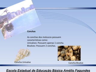 Conchas As conchas dos moluscos possuem características como: Univalves: Possuem apenas 1 concha. Bivalves: Possuem 2 conchas.  Concha Univalve Concha Bivalve 