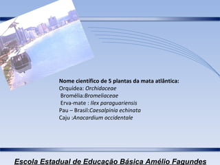Nome científico de 5 plantas da mata atlântica: Orquídea:   Orchidaceae Bromélia :Bromeliaceae Erva-mate :  Ilex paraguariensis Pau – Brasil: Caesalpinia echinata Caju : Anacardium occidentale   