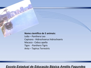 Nome científico de 5 animais: Leão – Panthera Leo Capivara - Hidrochoerus hidrochoeris Macaco - Cebus apella Tigre  - Panthera Tigris Anta – Tapirus Terrestris   