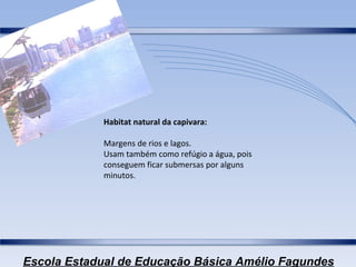 Habitat natural da capivara: Margens de rios e lagos. Usam também como refúgio a água, pois conseguem ficar submersas por alguns minutos. 