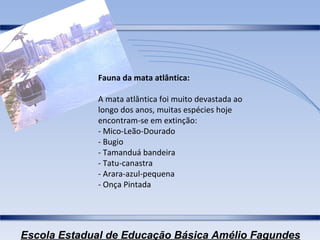 Fauna da mata atlântica: A mata atlântica foi muito devastada ao longo dos anos, muitas espécies hoje encontram-se em extinção:  - Mico-Leão-Dourado - Bugio   - Tamanduá bandeira  - Tatu-canastra  - Arara-azul-pequena  - Onça Pintada  
