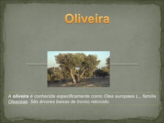 A  oliveira  é conhecida especificamente como Olea europaea L., família  Oleaceae . São árvores baixas de tronco retorcido. 